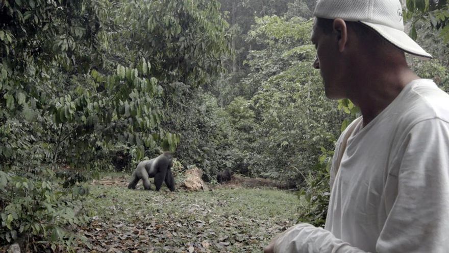 Frank Cuesta, frente a los gorilas con los que convivieron