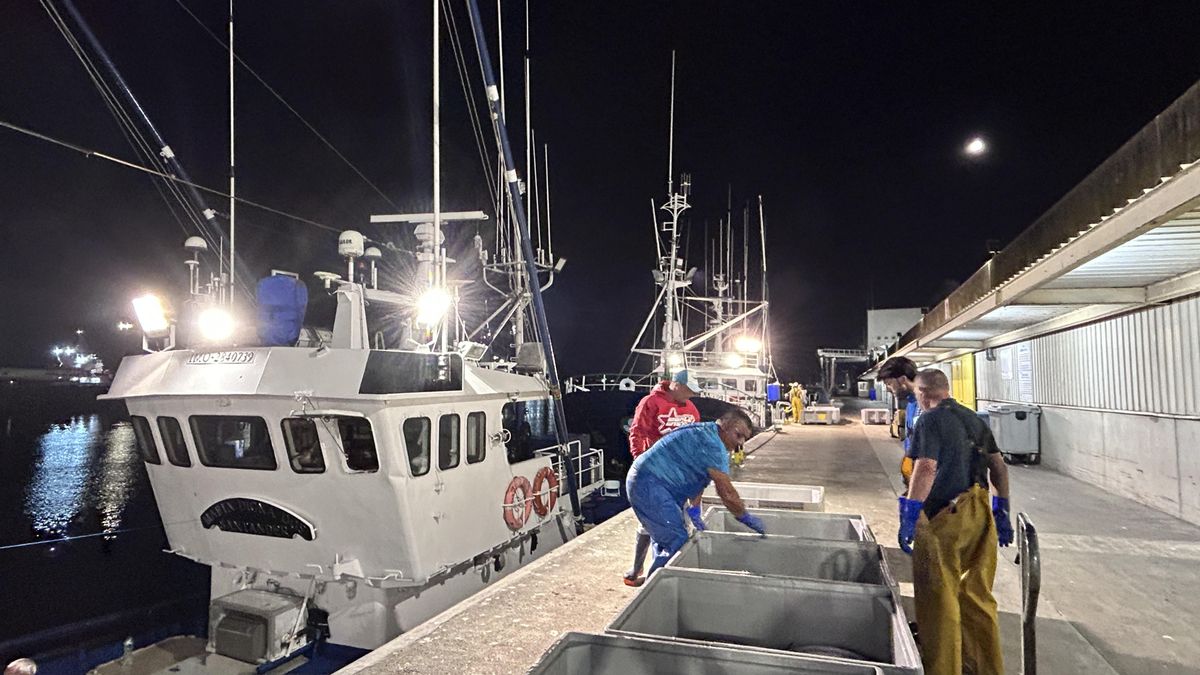 Desde primera hora de la madrugada, los pescadores han estado desembarcando los primeros ejemplares de bonito del norte en la rula de Avilés. 