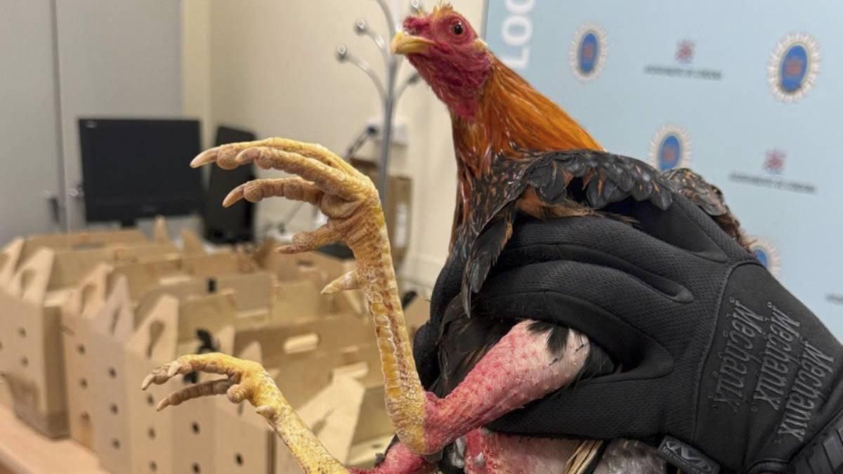 Sancionado al transportar 14 gallos para peleas ilegales y dar positivo en drogas