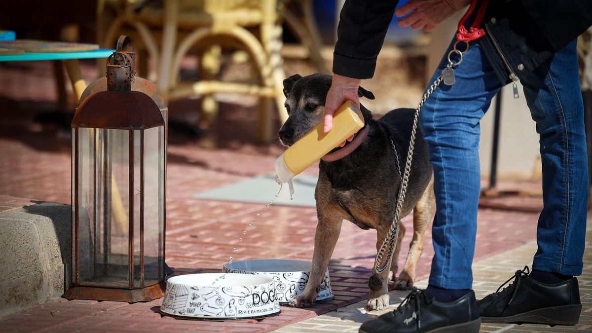 Un propietari refresca la seua mascota.