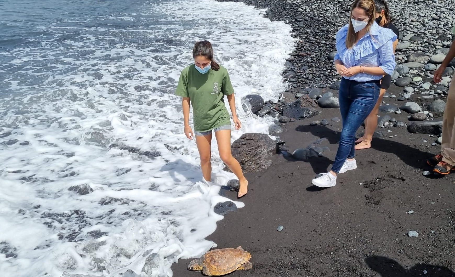 Regreso de la tortuga al mar.