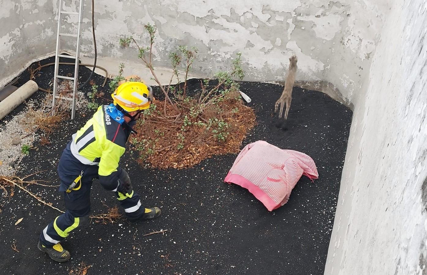 Un bombero intenta atrapar al gato que cayó al estanque. BOMBEROS LA PALMA