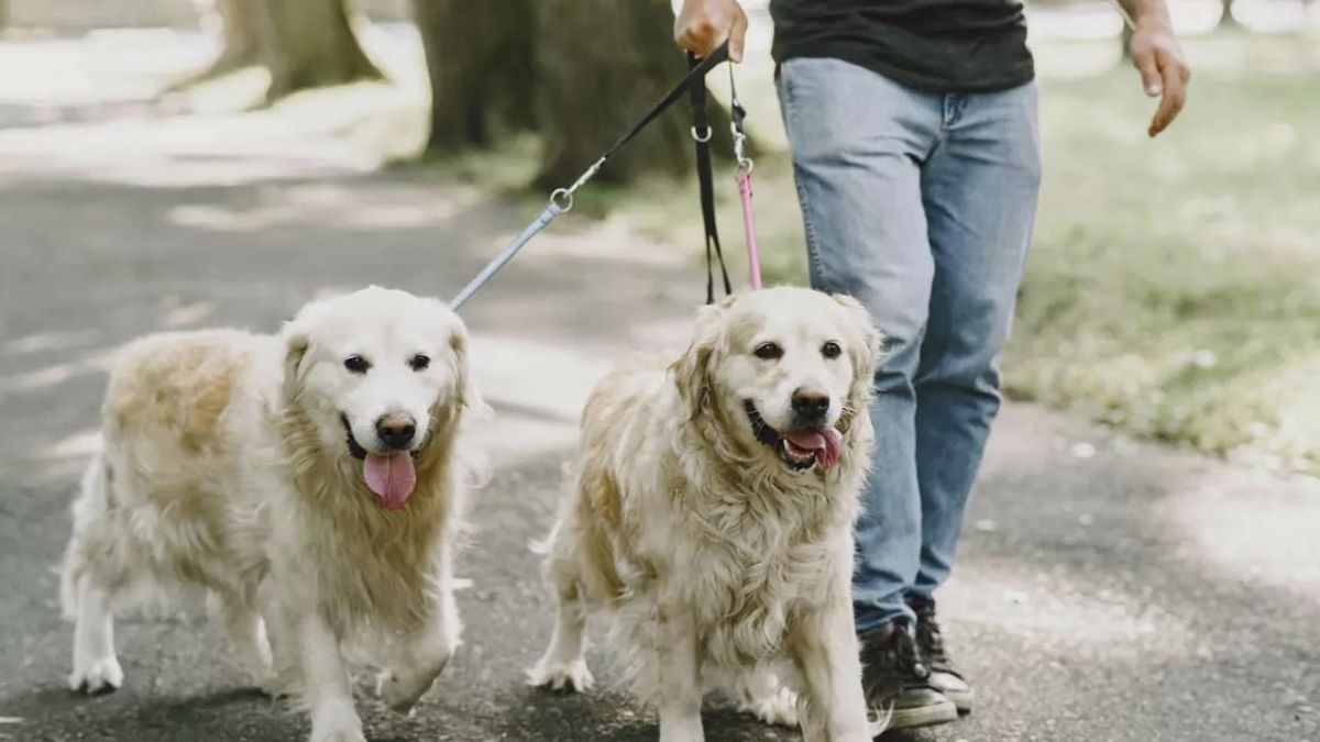 Un hombre pasea a dos perros. Pexels