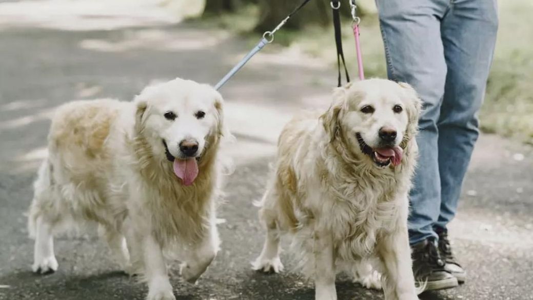 Una sentencia pionera avala la ausencia laboral de una trabajadora por aplicar la eutanasia a su perra
