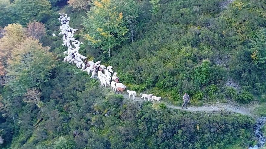 Primera vuelta a casa del ganado trashumante riojano tras un año en las montañas