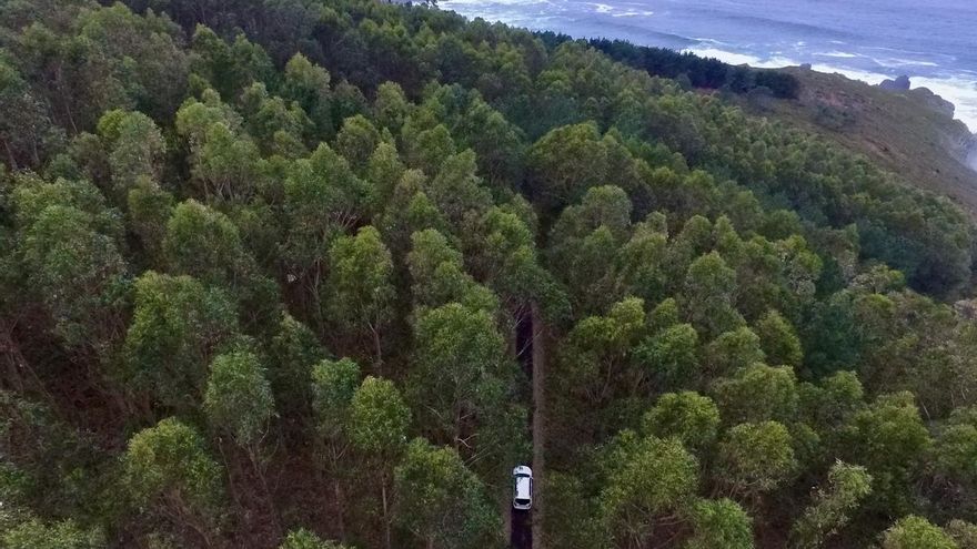 El PP aprueba la ley que suspende nuevas plantaciones de eucaliptos hasta 2025 y que la oposición critica por forestalista y errática