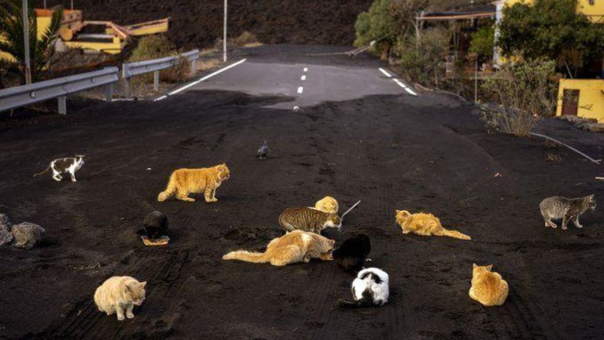 Gatos perdidos deambulan por la zona afectada por el volcán de La Palma en busca de comida