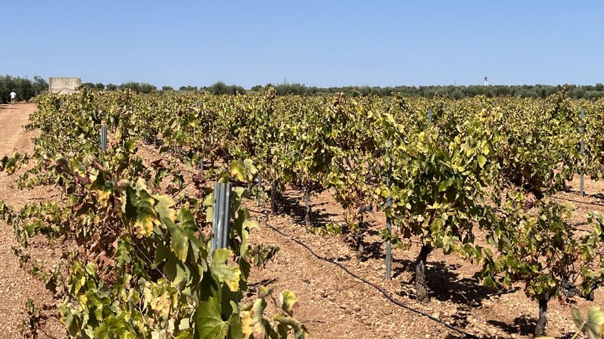 El PSOE pide aclarar "todas las dudas" sobre el pozo ilegal en una parcela de la consejera de Agricultura