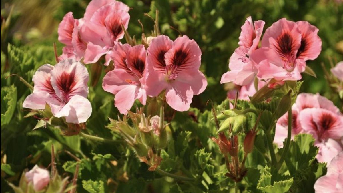 La Malvarrosa (Geranium capitatum / Geraniaceae)