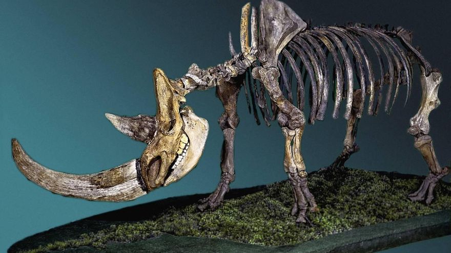 Esqueleto de rinoceronte lanudo.