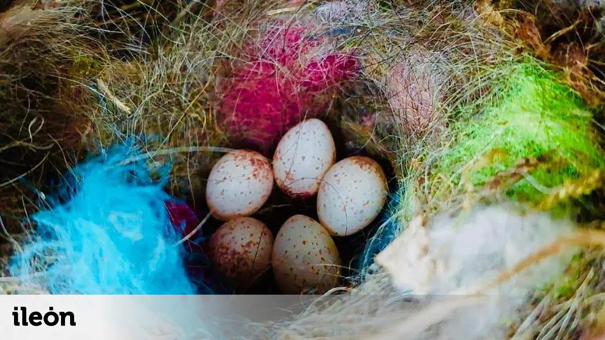 Los pájaros incorporan basura humana en sus nidos para alardear