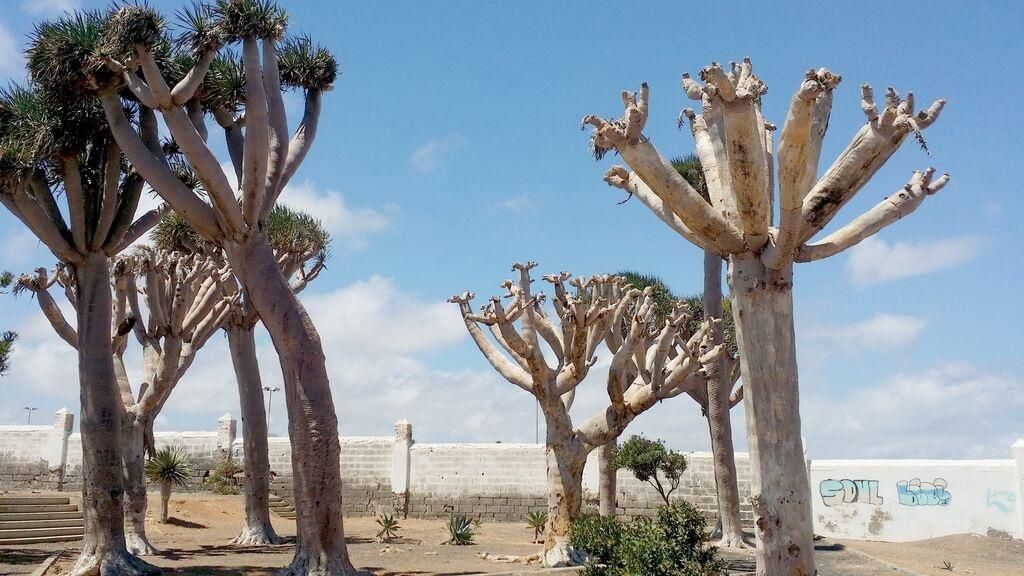Dragos muertos en Salinetas, Telde (Sergio Gil)