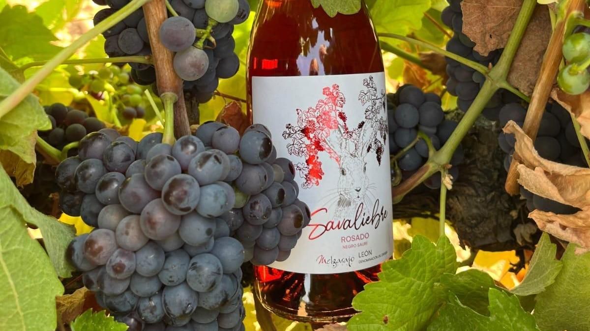 Savaliebre, negro saurí: el vino de León que se elabora en Valladolid con una uva única y casi desaparecida
