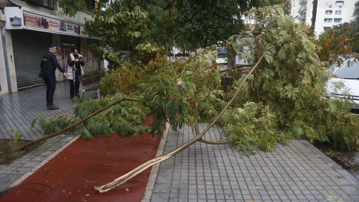 El temporal provoca las caídas de árboles, postes eléctricos y placas de una fachada en el Sector Sur