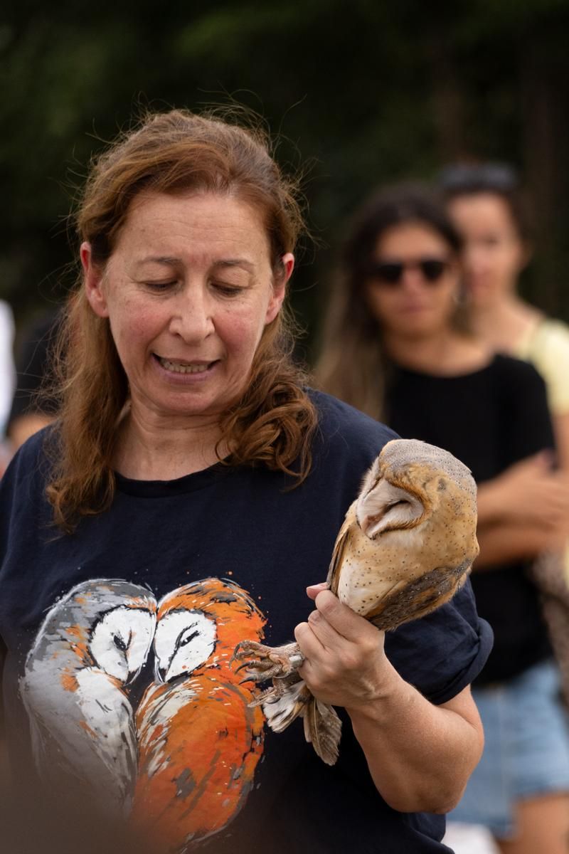 Liberación de un ejemplar de lechuza común en Toledo