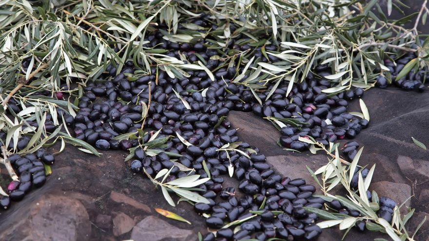 El agua beneficiará a todos los cultivos y a los acuíferos, solo la cosecha de aceituna de Castilla-La Mancha se resentirá
