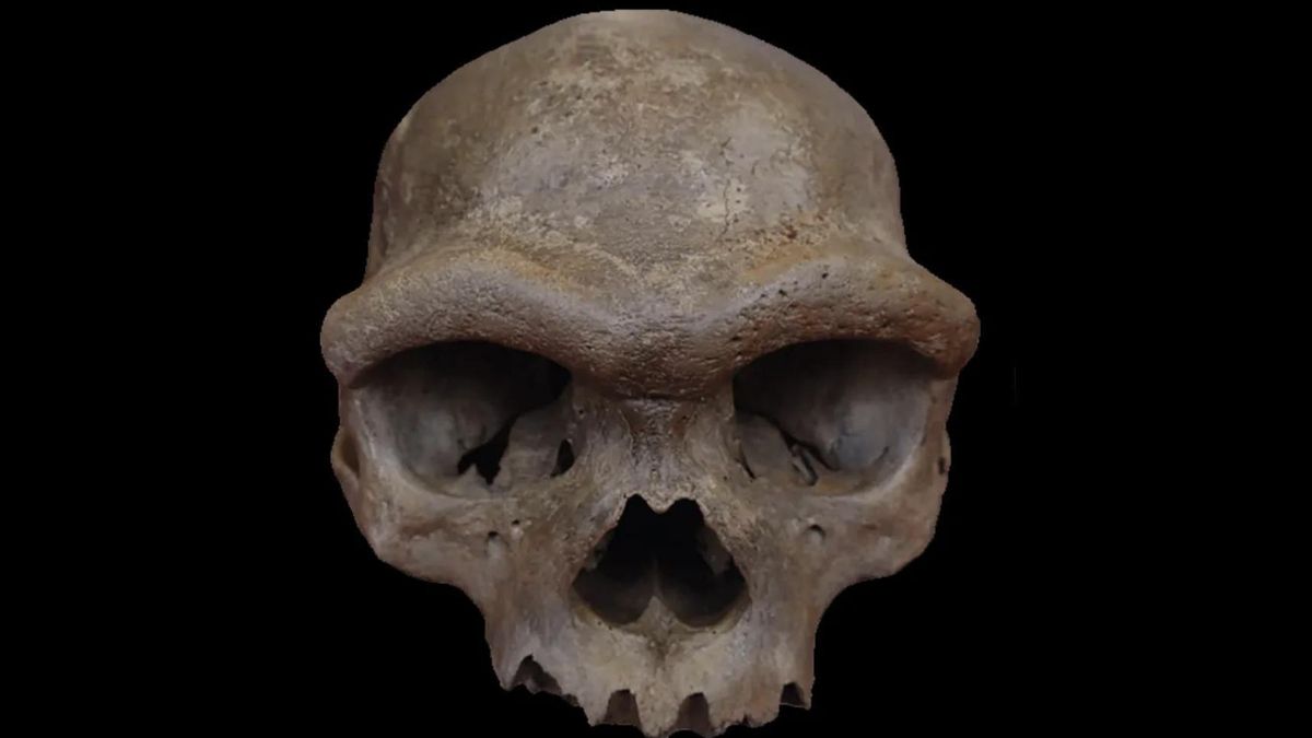 El fósil hallado en Harbin pasó décadas oculto hasta que volvió a manos de la ciencia