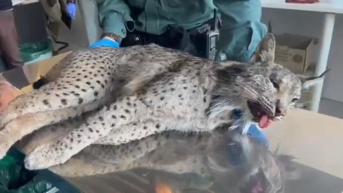 Encuentran muerto a un lince ibérico procedente de Valencia en una cuneta de San Fernando de Henares