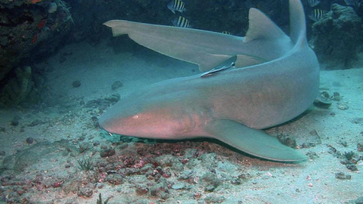 Los grandes depredadores reflejan lo que ocurre en todo el ecosistema