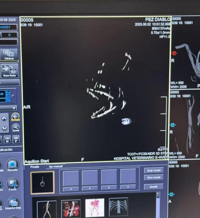 Análisis mediante escáner CT (tomografía computarizada) del pez diablo negro.