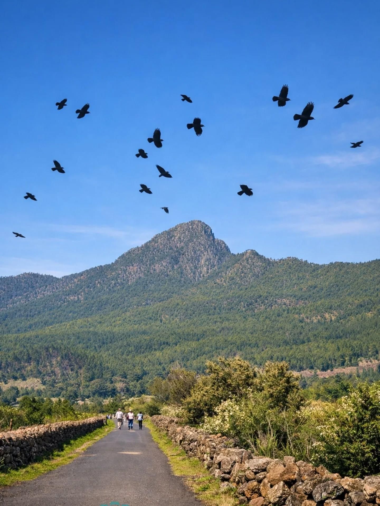 Bandada de cuervos y un grupo de caminantes   en la zona del Llano de las Cuevas  (El Paso).