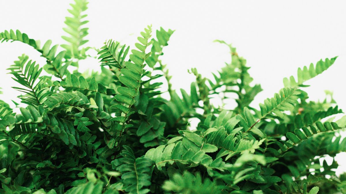 El helecho se adapta bien a espacios sombríos y húmedos.