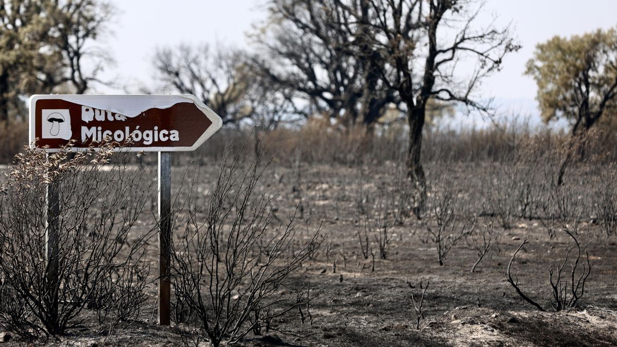 El PSOE acusa a la Junta de rechazar a los bomberos de Zamora para el incendio de Fermoselle