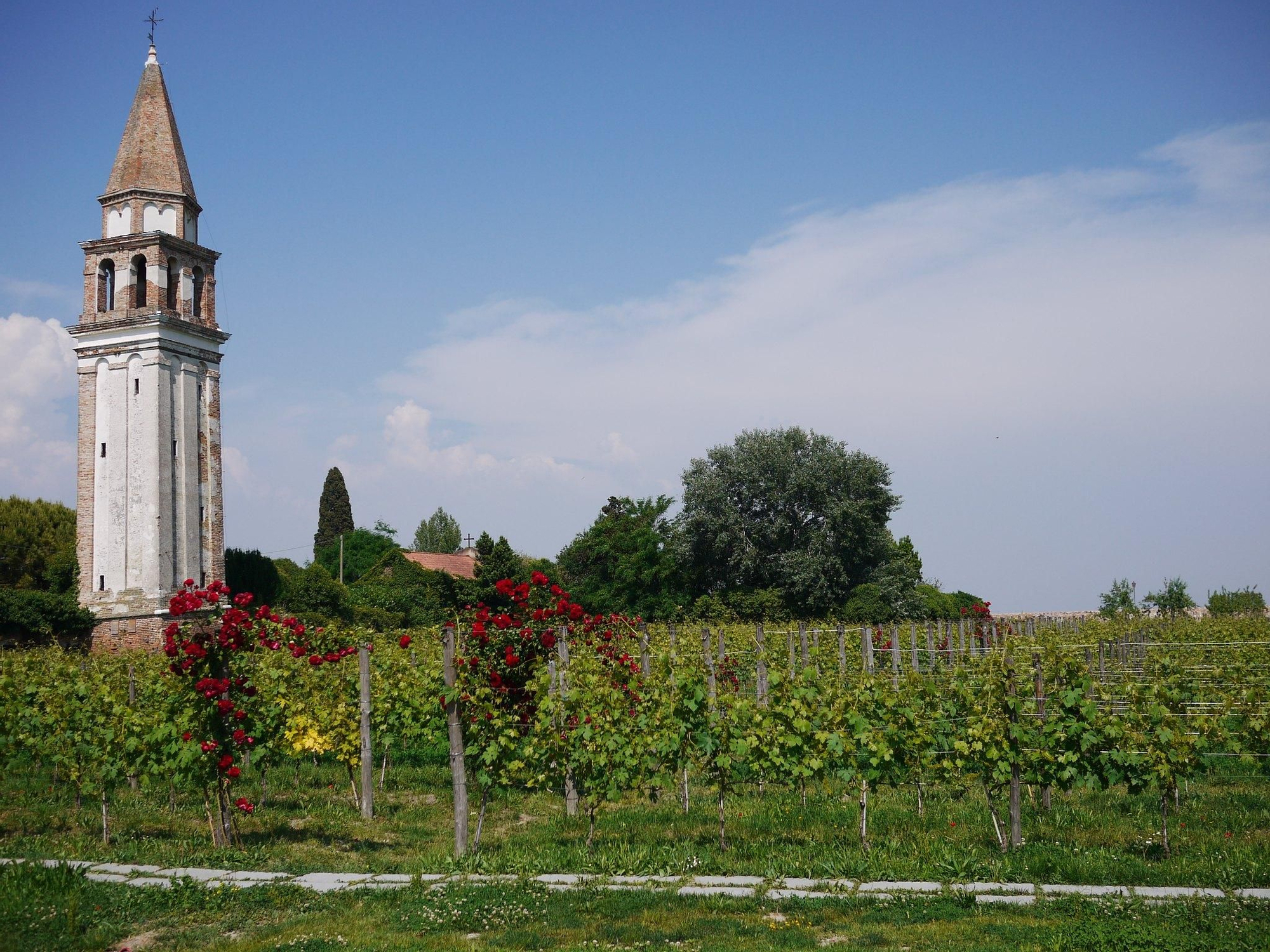 El Campanile di Sant'Angelo emerge sobre las vides.
