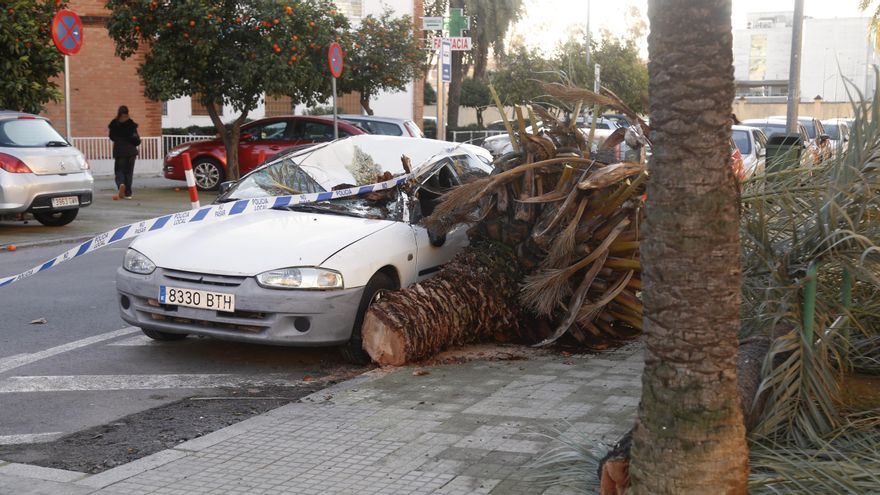 Árboles derribados y desprendimientos por el fuerte viento en Córdoba