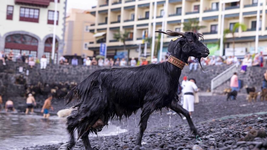 El municipio tinerfeño de Puerto de la Cruz ha vuelto a acoger este sábado el ritual del baño de las cabras, una de las tradiciones más identificativas de la localidad y de las más antiguas del archipiélago, que pone el cierre a unas Fiestas de San Juan