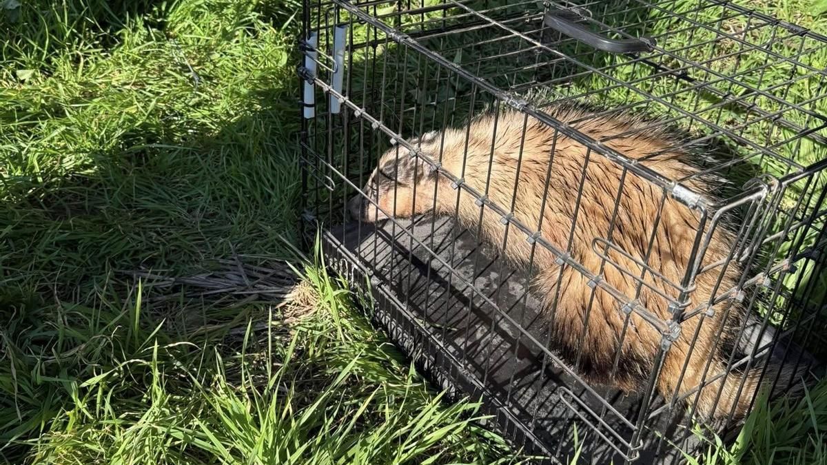 El tejón rescatado por los bomberos
