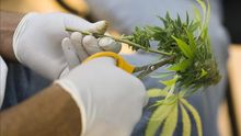 El mercado legal del cannabis existe en España, aunque se conoce poco de él.