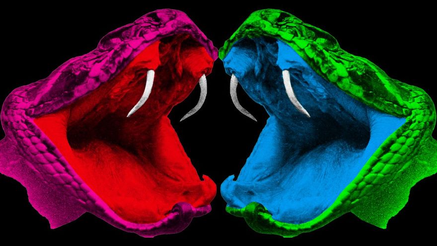 Lo que la polarización política le hace a tu cerebro