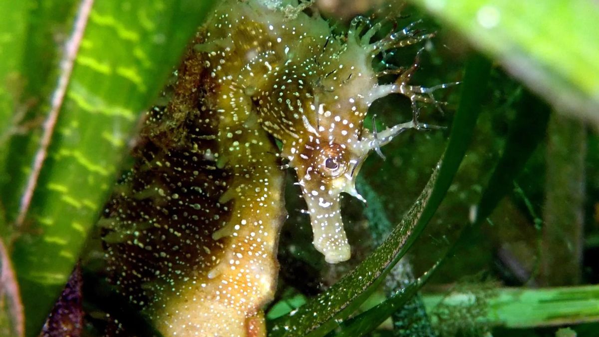 Un caballito de mar entre plantas acuáticas en aguas gallegas.