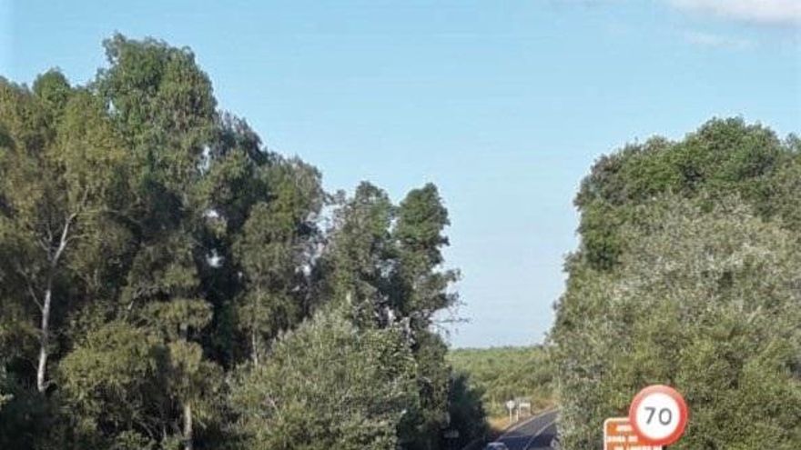 Imagen de archivo de un jemplar de lince hembra atropellada en la carretera A-474.