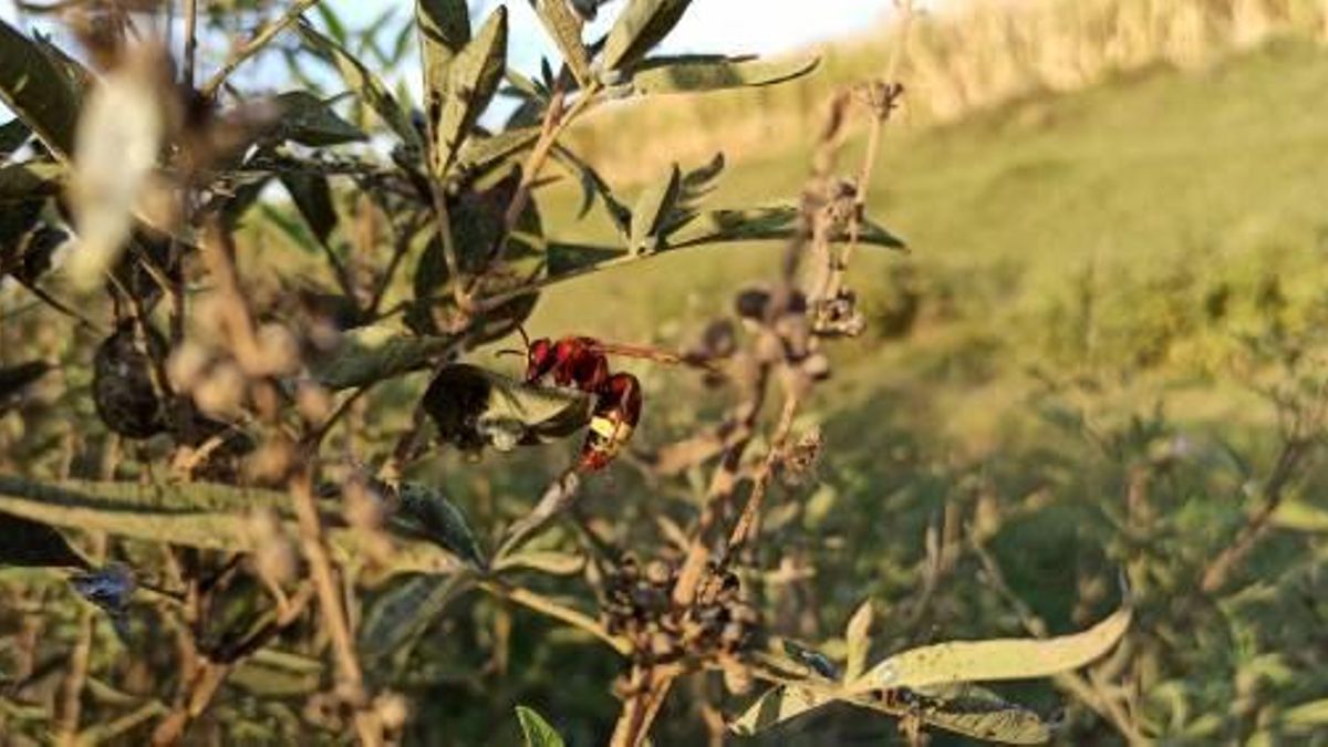 Un ejemplar de avispón oriental, que supone un riesgo para las abejas melíferas