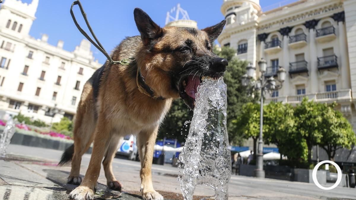 Bajo el sol que arde: las mascotas también sufren golpes de calor en verano