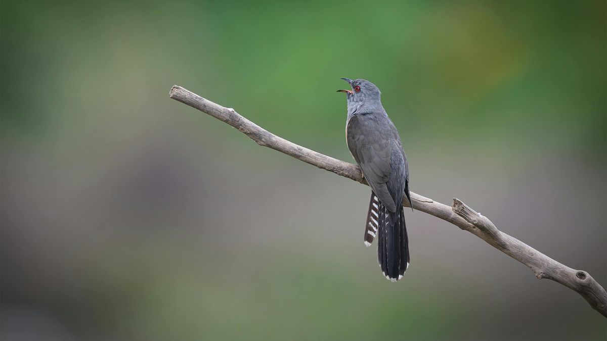 Millones de grabaciones recogidas en BirdWeather confirmaron que la exposición a la luz prolonga el día de las aves