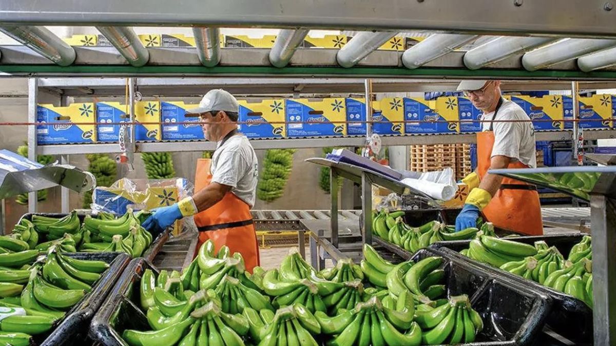 Crisis en la segunda cooperativa platanera de Canarias: Cupalma busca crear otra empresa para no arriesgar las ayudas