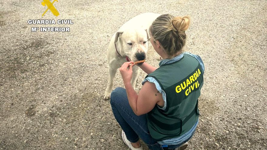 Una agente de la Guardia Civil con el perro, de raza Dogo Argentino, agredido por su dueño