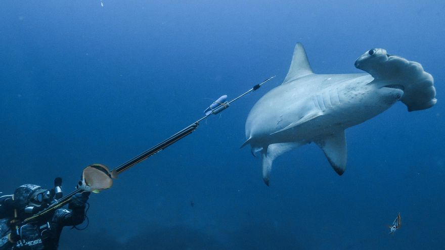 Rastreo a una tiburón martillo en Galápagos desvela posible migración a Panamá para parir