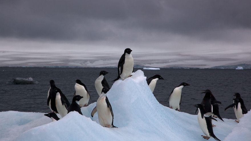 Un estudio revela que los pingüinos están generando un escudo natural contra el calentamiento global en la Antártida gracias a sus excrementos