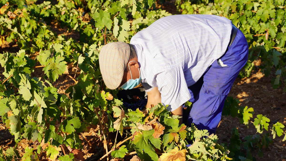 Recogiendo uvas en La Mancha