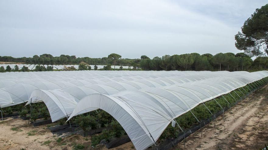Entidades sociales culpan a PP, Cs y Vox de desatar una guerra entre agricultores por el agua de Doñana
