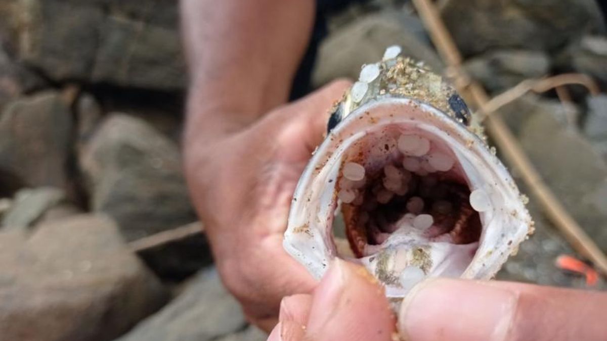 Un pez con pellets plásticos ingeridos tras el vertido en Sri Lanka de 2021