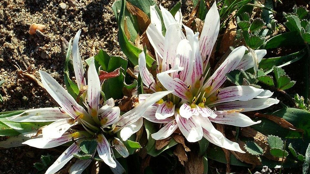 Un ecosistema único de plantas samófilas obliga a recortar la ampliación del polígono industrial de Toledo