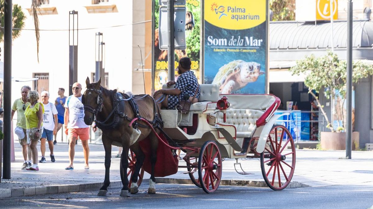 El conductor de la calessa 32 intenta captar clients en un lloc no permès