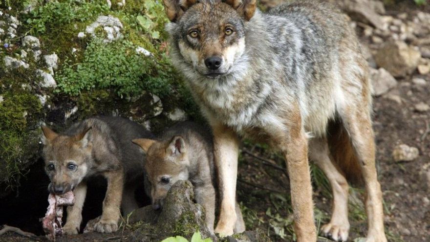 El censo del lobo en La Rioja: hay una manada autóctona y cuatro compartidas con Castilla y León