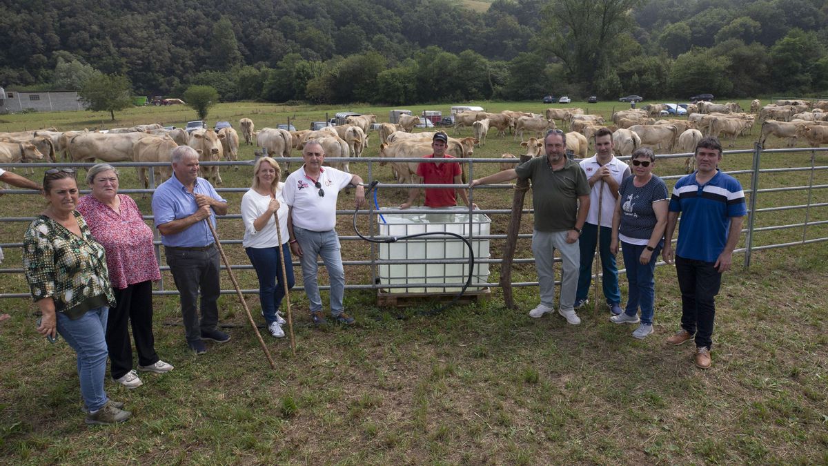 Quinta feria ganadera de Llano de Penagos.