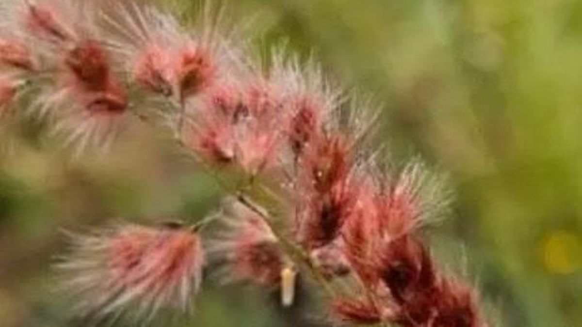 Aparece en La Palma de una nueva especie invasora: la ‘yerbarrubí’